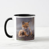 Rotfuchs, Vulpes vulpes, sich selbst kratzen, Tasse (Links)