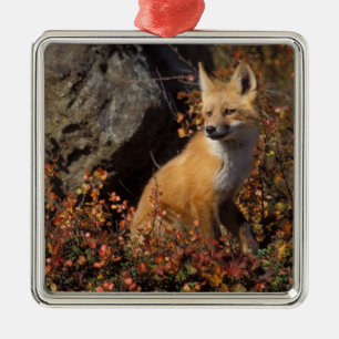 Rotfuchs, Vulpes vulpes Silbernes Ornament