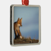 Rotfuchs, Vulpes vulpes Silbernes Ornament (Rechts)