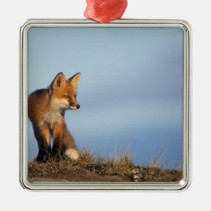 Rotfuchs, Vulpes vulpes Silbernes Ornament