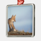 Rotfuchs, Vulpes vulpes Silbernes Ornament (Links)