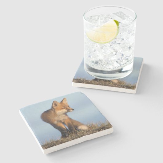 Rotfuchs, Vulpes vulpes Steinuntersetzer (Seitenansicht)