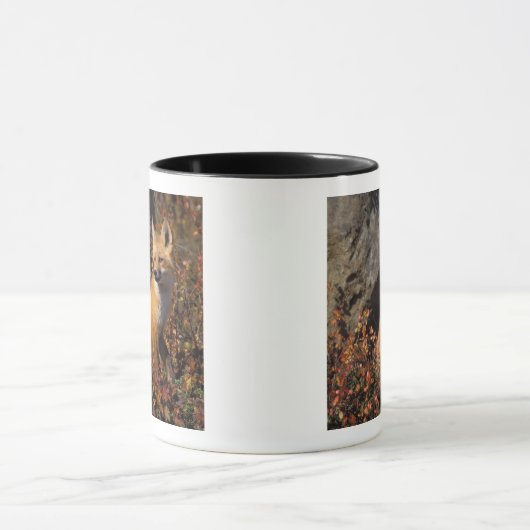 Rotfuchs, Vulpes vulpes Tasse (Zentrum)