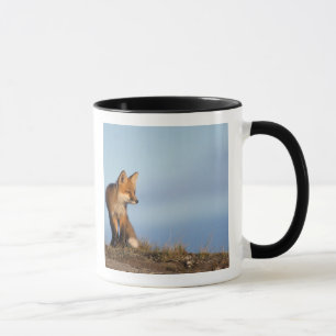 Rotfuchs, Vulpes vulpes Tasse