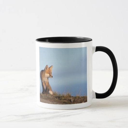 Rotfuchs, Vulpes vulpes Tasse (Rechts)