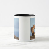 Rotfuchs, Vulpes vulpes Tasse (Zentrum)