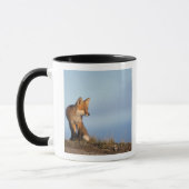 Rotfuchs, Vulpes vulpes Tasse (Links)