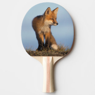 Rotfuchs, Vulpes vulpes Tischtennis Schläger