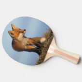 Rotfuchs, Vulpes vulpes Tischtennis Schläger (Seitenansicht)