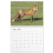 Rotfüchse - Kalender 2021 (Mär 2027)