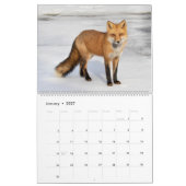 Rotfüchse - Kalender 2021 (Jan 2027)