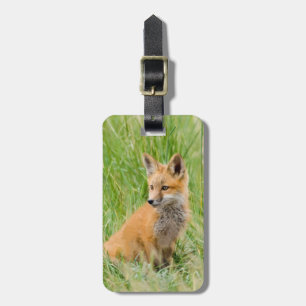 Rotfuchsjunges im Gras nahe dem Bau Gepäckanhänger