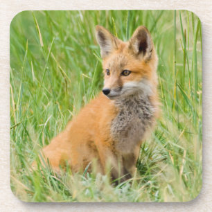 Rotfuchsjunges im Gras nahe dem Bau Getränkeuntersetzer