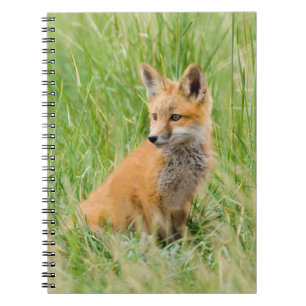 Rotfuchsjunges im Gras nahe dem Bau Notizblock