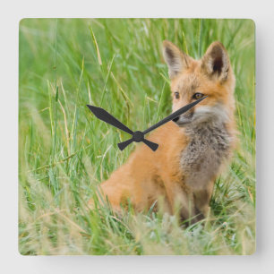 Rotfuchsjunges im Gras nahe dem Bau Quadratische Wanduhr