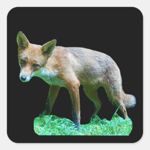 Rotfuchsjunges Süßes Waldtierdesign Quadratischer Aufkleber