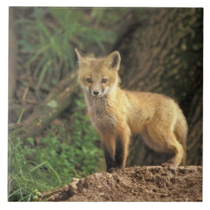 Rotfuchsjunges vor dem Bau (Vulpes vulpes) Fliese
