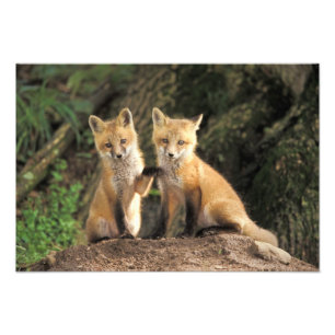 Rotfuchsjunges vor dem Bau (Vulpes vulpes) Fotodruck