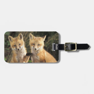 Rotfuchsjunges vor dem Bau (Vulpes vulpes) Gepäckanhänger