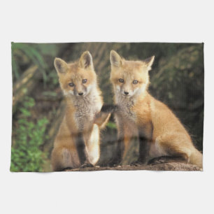 Rotfuchsjunges vor dem Bau (Vulpes vulpes) Geschirrtuch