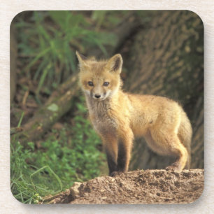 Rotfuchsjunges vor dem Bau (Vulpes vulpes) Getränkeuntersetzer
