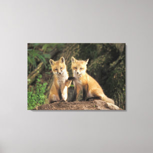 Rotfuchsjunges vor dem Bau (Vulpes vulpes) Leinwanddruck