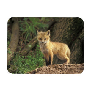 Rotfuchsjunges vor dem Bau (Vulpes vulpes) Magnet