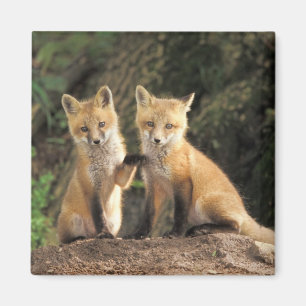 Rotfuchsjunges vor dem Bau (Vulpes vulpes) Magnet