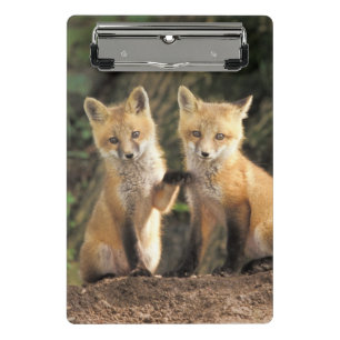 Rotfuchsjunges vor dem Bau Vulpes vulpes Mini Klemmbrett