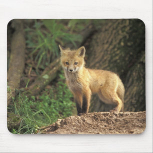 Rotfuchsjunges vor dem Bau (Vulpes vulpes) Mousepad
