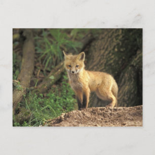 Rotfuchsjunges vor dem Bau (Vulpes vulpes) Postkarte