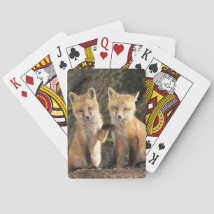 Rotfuchsjunges vor dem Bau (Vulpes vulpes) Spielkarten
