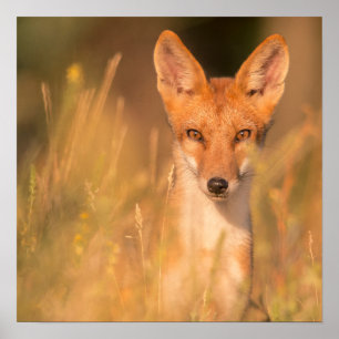 Rotfuchsporträt im goldenen Gras Poster