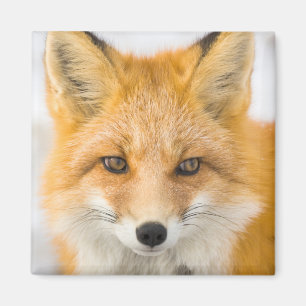 Rotfuchsporträt Magnet