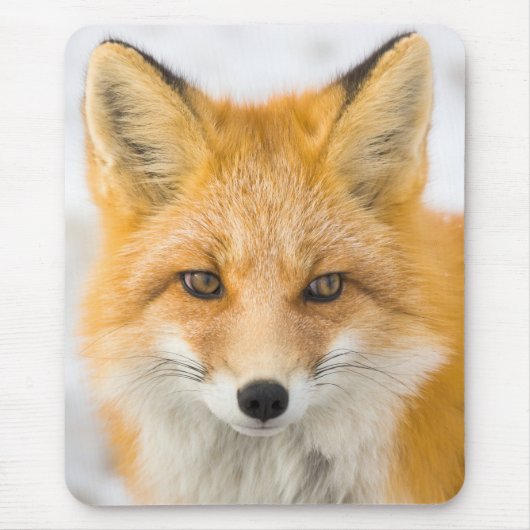 Rotfuchsporträt Mousepad (Vorne)