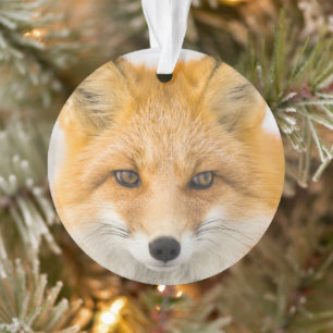 Rotfuchsporträt Ornament
