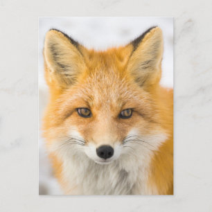 Rotfuchsporträt Postkarte