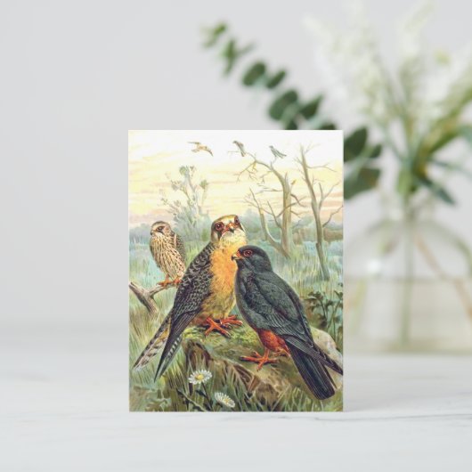 Rotfußfalke Postkarte (Stehend Vorderseite)