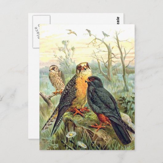 Rotfußfalke Postkarte (Vorne/Hinten)