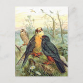 Rotfußfalke Postkarte (Vorderseite)