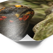Rotfußschildkröte Fotodruck (Ecke)