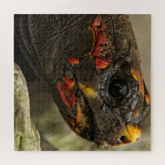 Rotfußschildkröte Puzzle (Horizontal)