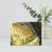 Rotgeburtfrosch Postkarte (Stehend Vorderseite)