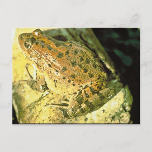Rotgeburtfrosch Postkarte (Vorderseite)