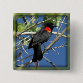 Rotgeflügelte Amsel Button (Vorderseite)