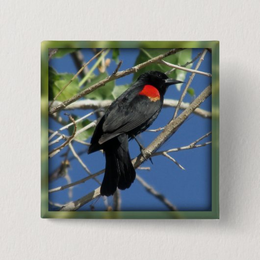 Rotgeflügelte Amsel Button (Vorderseite)