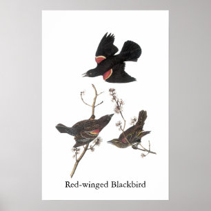 Rotgeflügelte Amsel, John Audubon Poster