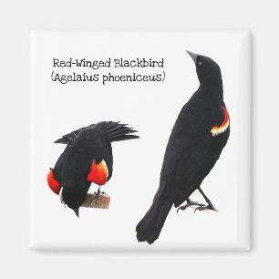 Rotgeflügelte Amsel Magnet