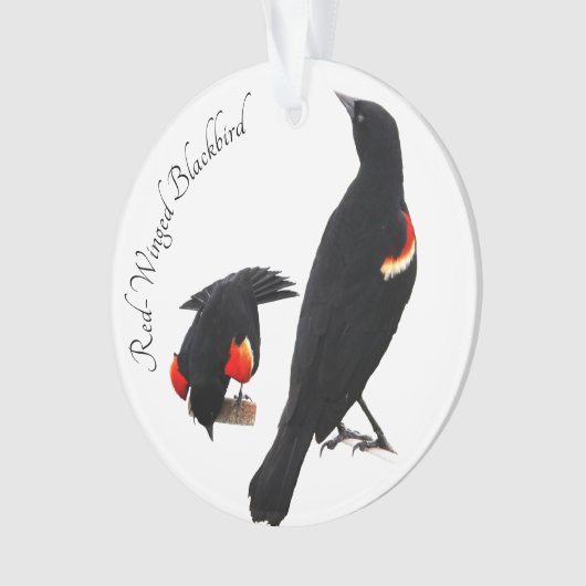 Rotgeflügelte Amsel Ornament (Vorderseite)