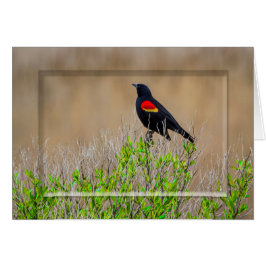 Rotgeflügelte Amsel - SUMPFGEBIET-SAMMLUNG -